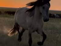 Cavalo, Bashkir horse — foto 1