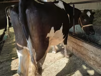 Kuh, Holstein-Rasse — Foto 4