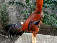De pelea tailandesa — foto 3