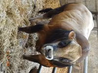 Бұқа, Partenaise cattle — 1-сурет