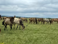 Бие, Horse breed — 2-сурет
