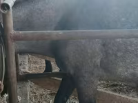 Էգ ձի, Ձիեր — լուսանկար 4