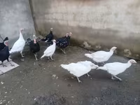 Geese — الصورة 2