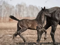Айғыр, Trakehner — 2-сурет