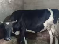 गाय, Russian Black pied cattle — फ़ोटो 1