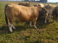 Ցուլ, Aubrac cattle — լուսանկար 5