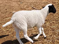 Խոյ, Dorper sheep — լուսանկար 4