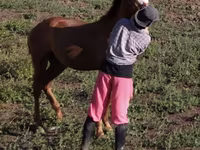 Ձի, Tiger horse — լուսանկար 6