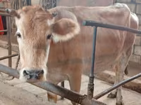 بقرة, Simmental cattle — الصورة 2