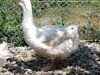 Geese — լուսանկար 3