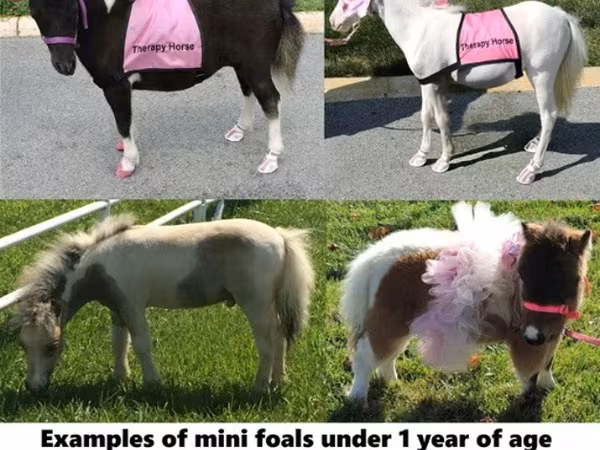 Ձի, Miniature horse