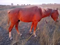 Caballo, Caballos — foto 6
