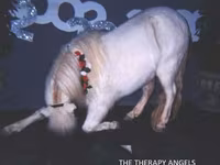 Ձի, Miniature horse — լուսանկար 8