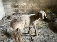 Ovelha, Katum sheep — foto 2