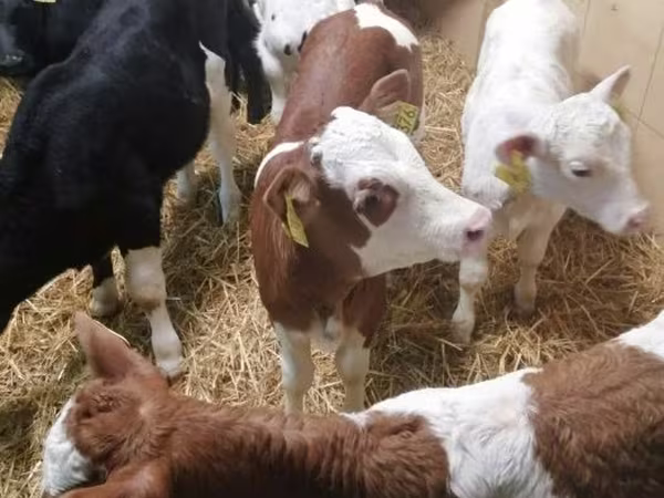 मवेशी (लॉट, लिंग निर्दिष्ट नहीं), Simmental cattle