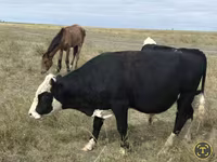 母牛, Red Polled Cow — 照片 1