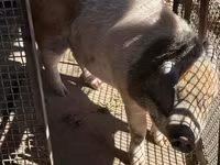 Säue, Schweine — Foto 2