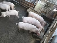 नर सूअर, सूअर — फ़ोटो 1