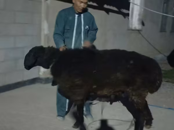 Carneiro, Karakul sheep