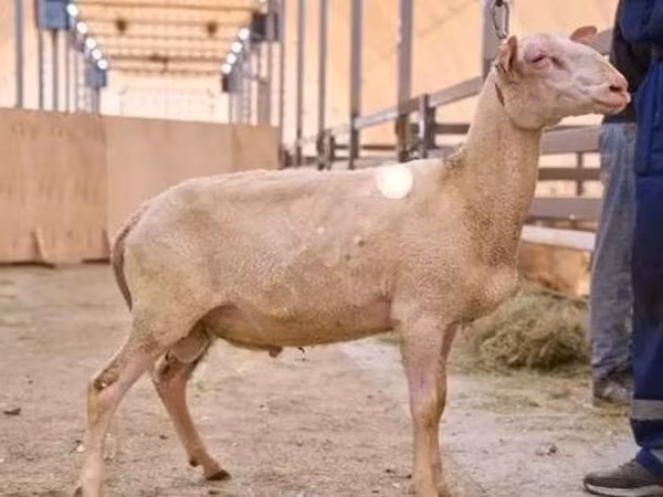 Խոյ, East Friesian Dairy sheep