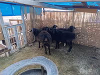 公羊, Sheep — 照片 2