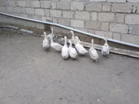 Ducks — Foto 2