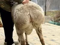 公羊, Sheep — 照片 4