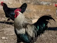 Chickens — լուսանկար 1