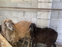Խոյ, Small-tailed Han sheep — լուսանկար 3