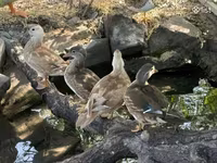 Ducks — photo 2