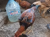 Chickens — 照片 2