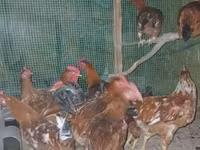 Chickens — الصورة 3