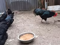 Australorp — photo 7