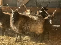 Schaf, Racka sheep — Foto 1