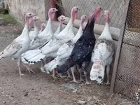Turkeys — الصورة 4