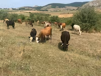Կով, Simmental cattle — լուսանկար 2