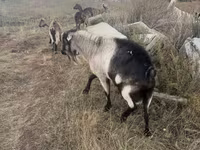 Ziegenbock, Alpine goat — Foto 2