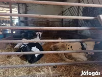 Ցուլ, Russian Black pied cattle — լուսանկար 2