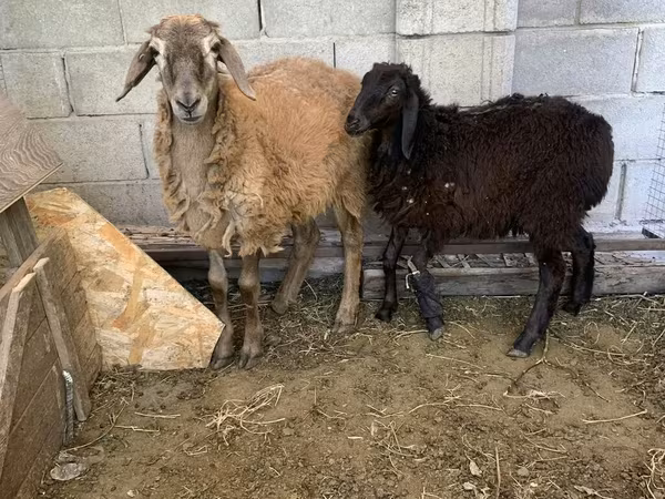 Қошқар, Small-tailed Han sheep
