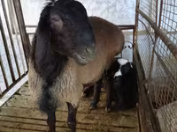 كبش, Blackheaded Persian sheep — الصورة 1