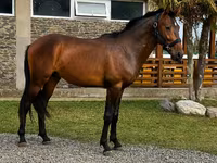 Ձի, Karachay horse — լուսանկար 1