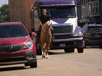 Hengst, Quarter Horse — Foto 4