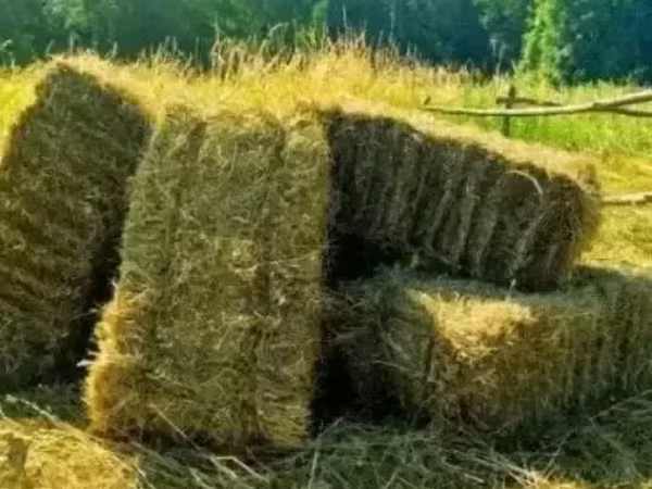 Յոնջա, Առվույտ, Խոտ, խոտի տուկ, Տուկ, Անասնակեր
