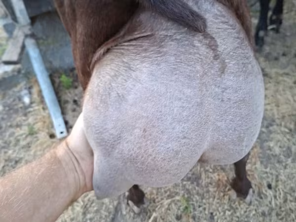 Теке, Murcia-Granada goats