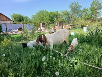 Էգ այծ, Boer goat — լուսանկար 2