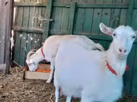 Էգ այծ, Saanen goat — լուսանկար 4