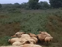 Sheep (batch, sex not specified), Sheep — photo 1