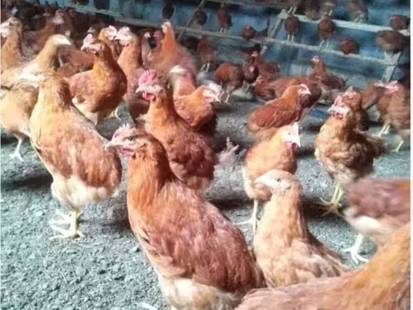 Chickens — Armenia