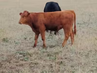 Կով, Ukrainian grey cattle — լուսանկար 1