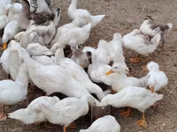 Pekin Alemão — foto 4
